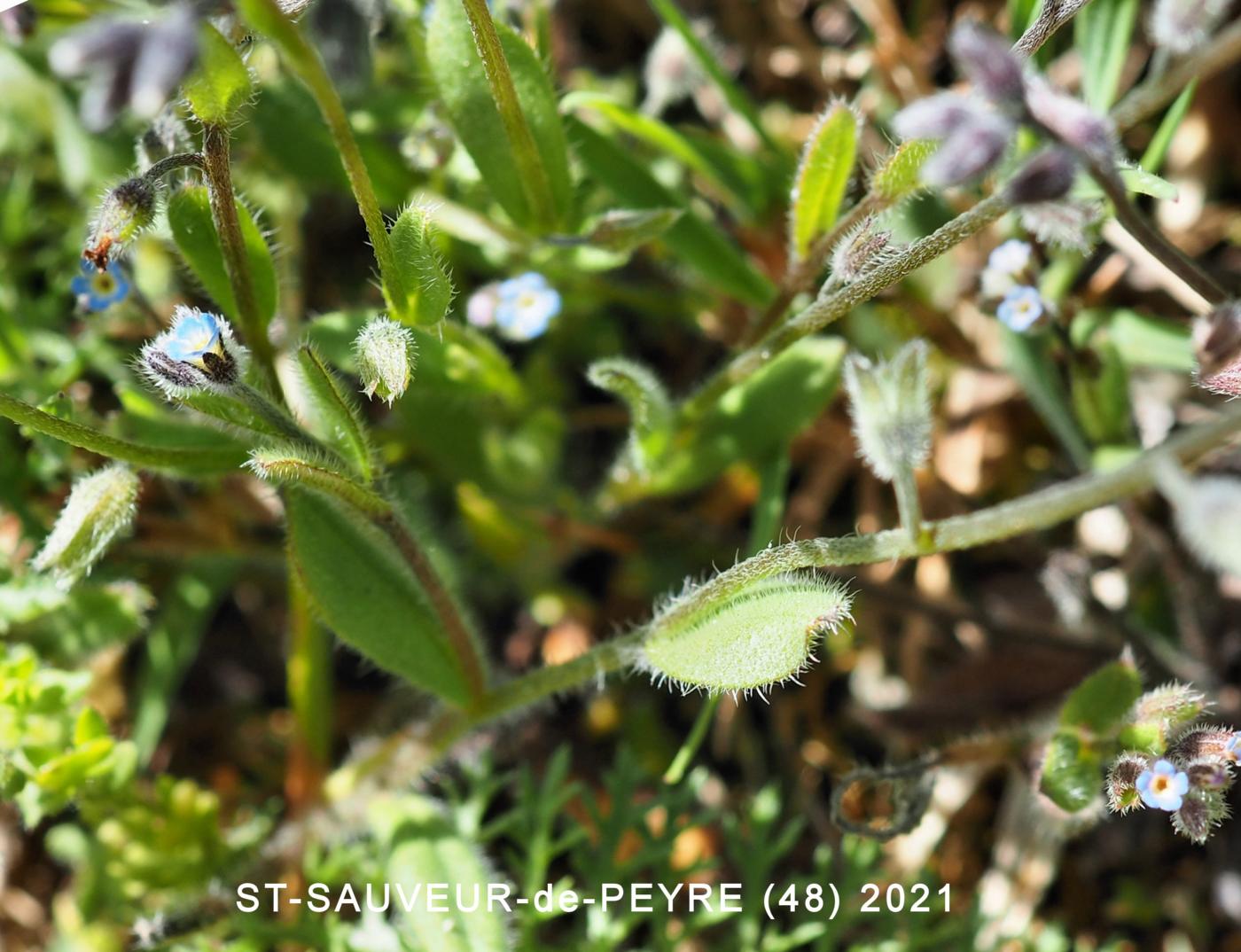 Forget-me-not, (Doubtful) leaf